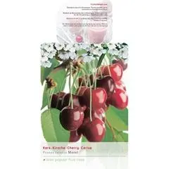 Prunus cerasus 'Morel' (Kers) fruitplant 230cm - afbeelding 2