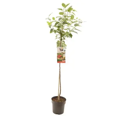Prunus cerasus 'Morel' (Kers) fruitplant 230cm - afbeelding 1