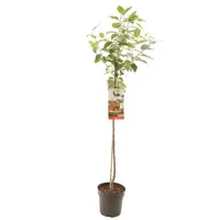 Prunus cerasus 'Morel' (Kers) fruitplant 230cm - afbeelding 1