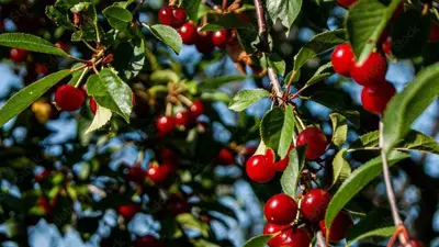 Prunus cerasus 'Morel' (Kers) fruitplant 230cm - afbeelding 3