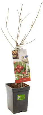 Prunus cerasus 'Morel' (Kers) fruitplant 90cm - afbeelding 3