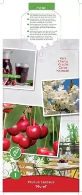 Prunus cerasus 'Morel' (Kers) fruitplant 90cm - afbeelding 4