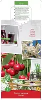Prunus cerasus 'Morel' (Kers) fruitplant 90cm - afbeelding 4