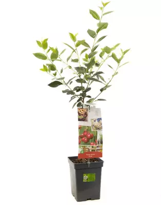 Prunus cerasus 'Morel' (Kers) fruitplant 90cm - afbeelding 2
