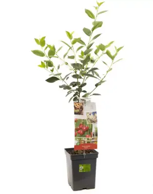 Prunus cerasus 'Morel' (Kers) fruitplant 90cm - afbeelding 2