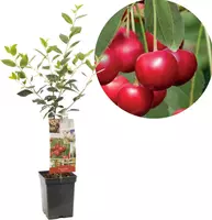 Prunus cerasus 'Morel' (Kers) fruitplant 90cm - afbeelding 1