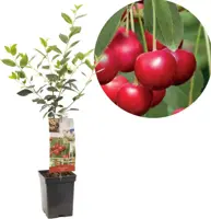 Prunus cerasus 'Morel' (Kers) fruitplant 90cm - afbeelding 1