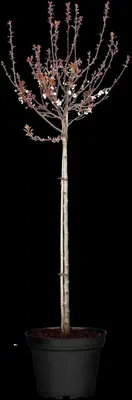 Prunus cistena (Prunus) - afbeelding 4
