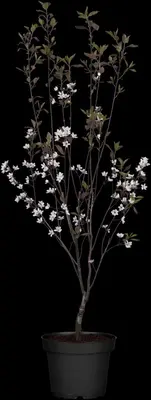 Prunus cistena (Prunus) - afbeelding 6