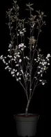 Prunus cistena (Prunus) - afbeelding 6