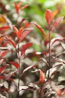 Prunus cistena (Prunus) - afbeelding 1