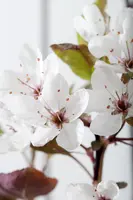 Prunus cistena (Prunus) - afbeelding 2