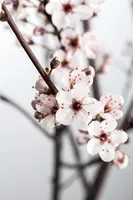 Prunus cistena (Prunus) - afbeelding 5