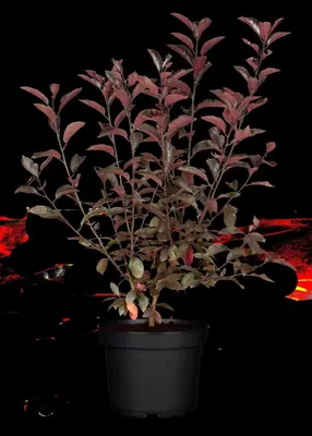 Prunus cistena (Prunus) - afbeelding 9