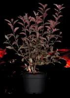 Prunus cistena (Prunus) - afbeelding 9