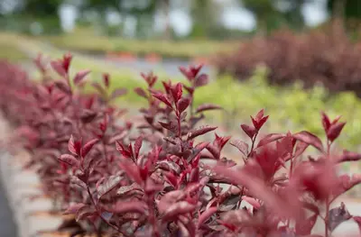 Prunus cistena (Prunus) - afbeelding 12