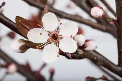 Prunus cistena (Prunus) - afbeelding 3