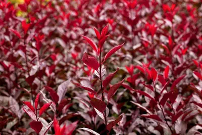 Prunus cistena (Prunus) - afbeelding 7