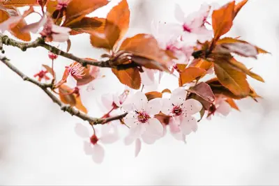 Prunus cistena (Prunus) - afbeelding 8
