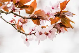 Prunus cistena (Prunus) - afbeelding 8