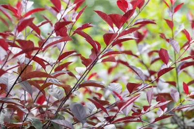 Prunus cistena (Prunus) - afbeelding 10
