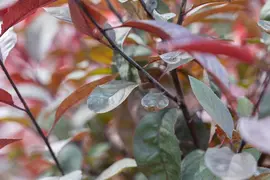 Prunus cistena (Prunus) - afbeelding 11