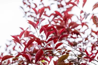 Prunus cistena (Prunus) - afbeelding 13