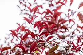 Prunus cistena (Prunus) - afbeelding 13