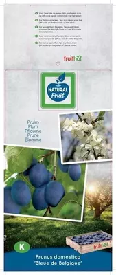 Prunus domestica 'Bleue de Belgique' (Pruim) fruitplant 160cm - afbeelding 4