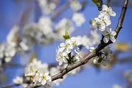 Prunus domestica 'Hauszwetsche' (Pruim) fruitplant 230cm - afbeelding 20