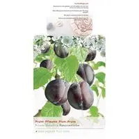 Prunus domestica 'Hauszwetsche' (Pruim) fruitplant 230cm - afbeelding 2
