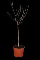 Prunus domestica 'Hauszwetsche' (Pruim) fruitplant 230cm - afbeelding 5