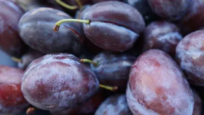 Prunus domestica 'Hauszwetsche' (Pruim) fruitplant 230cm - afbeelding 3