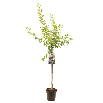 Prunus domestica 'Hauszwetsche' (Pruim) fruitplant 230cm - afbeelding 1