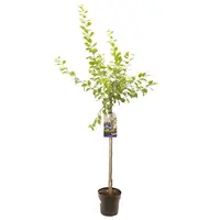 Prunus domestica 'Hauszwetsche' (Pruim) fruitplant 230cm - afbeelding 1