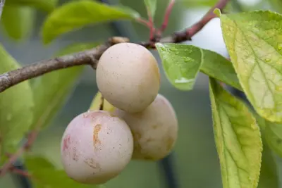 Prunus domestica 'Mirabelle de Nancy' (Pruim) fruitplant 160cm - afbeelding 6