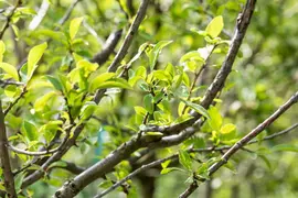Prunus domestica 'Mirabelle de Nancy' (Pruim) fruitplant 160cm - afbeelding 8
