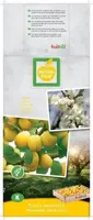 Prunus domestica 'Mirabelle de Nancy' (Pruim) fruitplant 160cm - afbeelding 3