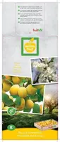 Prunus domestica 'Mirabelle de Nancy' (Pruim) fruitplant 160cm - afbeelding 3