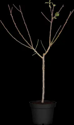 Prunus domestica 'Mirabelle de Nancy' (Pruim) fruitplant 160cm - afbeelding 7