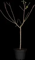 Prunus domestica 'Mirabelle de Nancy' (Pruim) fruitplant 160cm - afbeelding 7