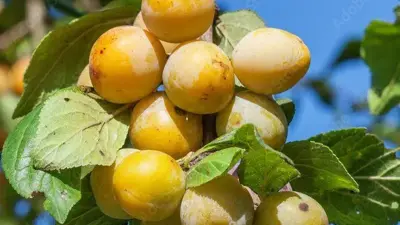 Prunus domestica 'Mirabelle de Nancy' (Pruim) fruitplant 160cm - afbeelding 4