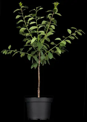 Prunus domestica 'Mirabelle de Nancy' (Pruim) fruitplant 160cm - afbeelding 5
