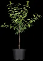 Prunus domestica 'Mirabelle de Nancy' (Pruim) fruitplant 160cm - afbeelding 5