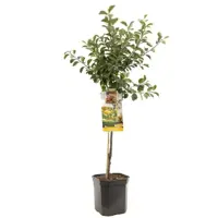 Prunus domestica 'Mirabelle de Nancy' (Pruim) fruitplant 160cm - afbeelding 1