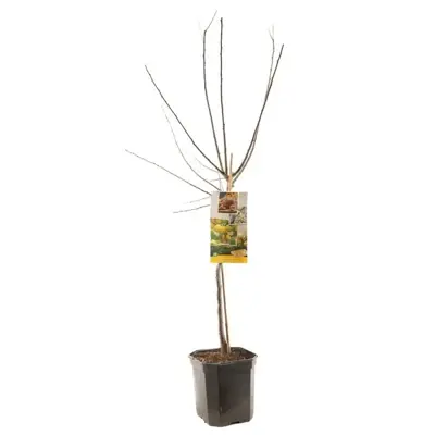 Prunus domestica 'Mirabelle de Nancy' (Pruim) fruitplant 160cm - afbeelding 2
