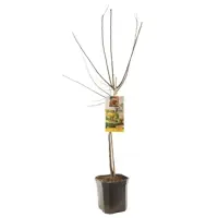 Prunus domestica 'Mirabelle de Nancy' (Pruim) fruitplant 160cm - afbeelding 2