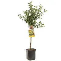 Prunus domestica 'Mirabelle de Nancy' (Pruim) fruitplant 160cm - afbeelding 1