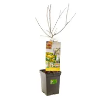 Prunus domestica 'Mirabelle de Nancy' (Pruim) fruitplant 90cm - afbeelding 2