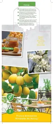 Prunus domestica 'Mirabelle de Nancy' (Pruim) fruitplant 90cm - afbeelding 3